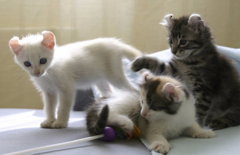 Выбор котенка