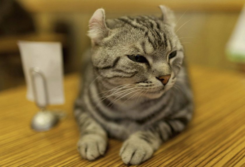 Американский керл