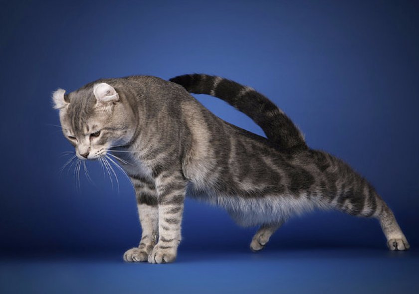 Американский керл