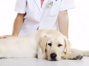 Как стерилизовать собаку и нужно ли это делать?