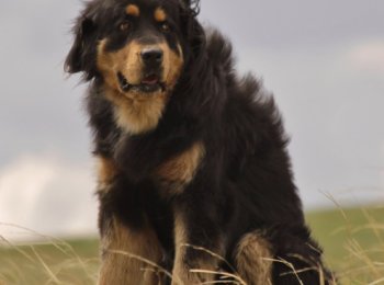 Хотошо: как ухаживать за волкодавом в домашних условиях