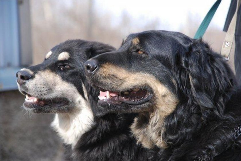 Бурят-монгольский волкодав хотошо Бурят-монгольский волкодав хотошо