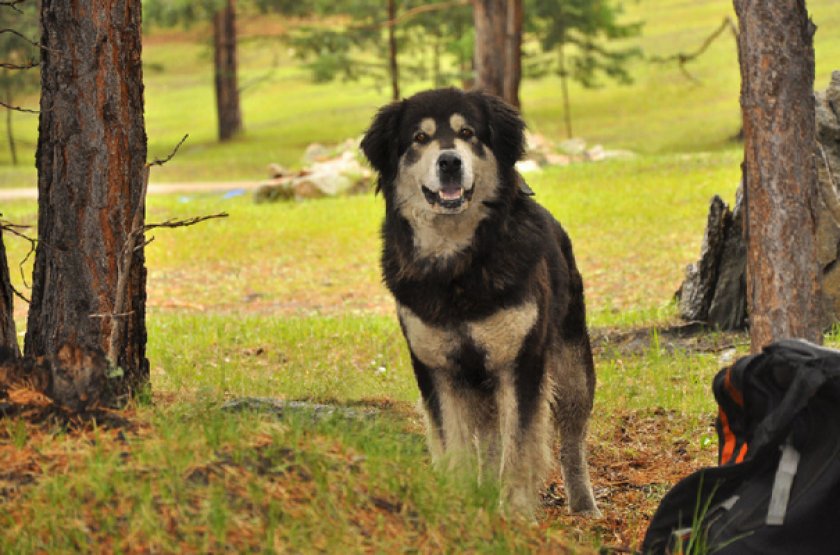 Бурят-монгольский волкодав хотошо Бурят-монгольский волкодав хотошо