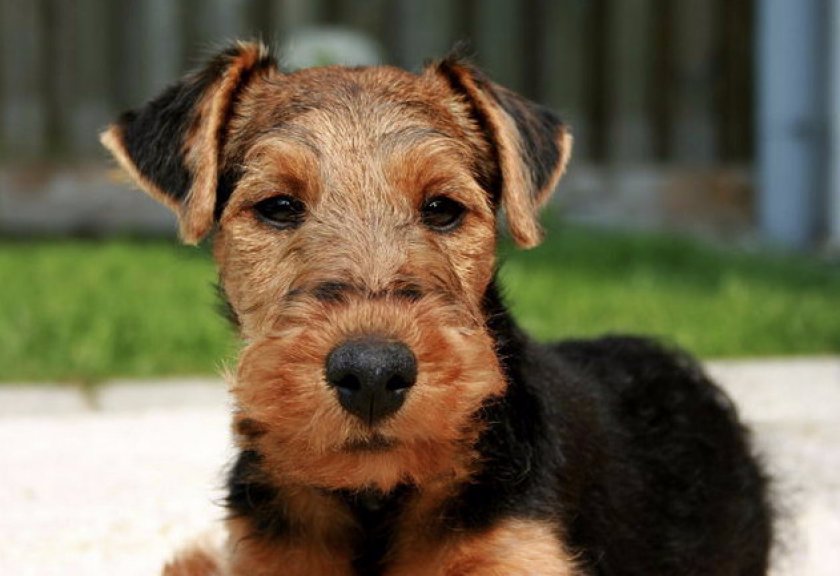 Вельштерьер