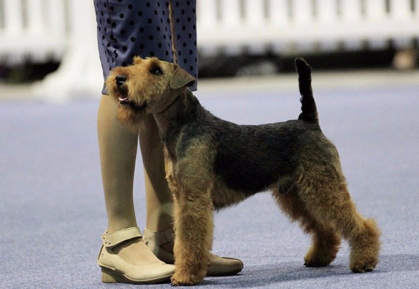 Вельштерьер Вельштерьер