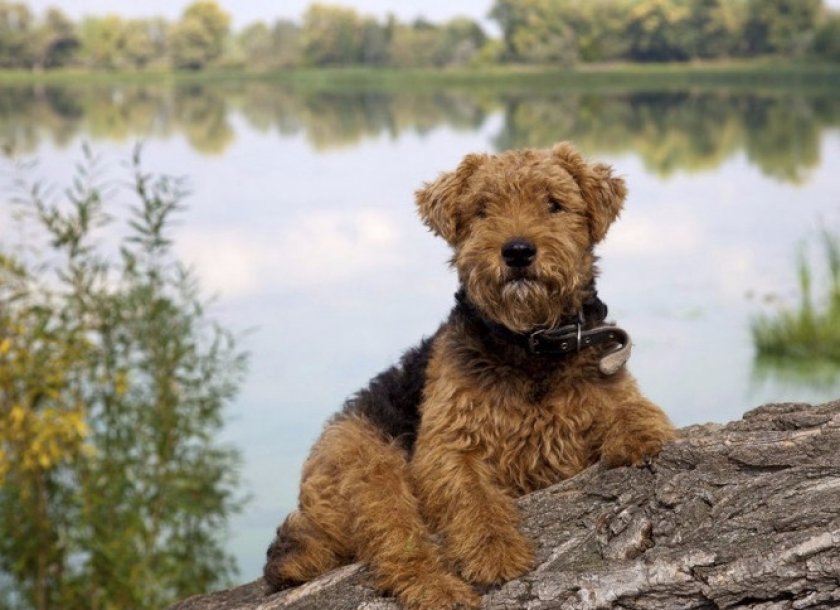 Вельштерьер