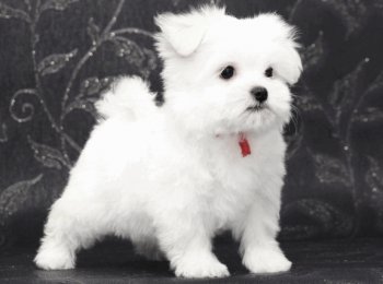 Мальтийская болонка: описание, уход, фото