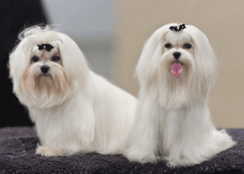 Мальтезе Мальтезе