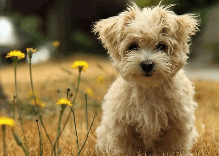 Мальтезе Мальтезе