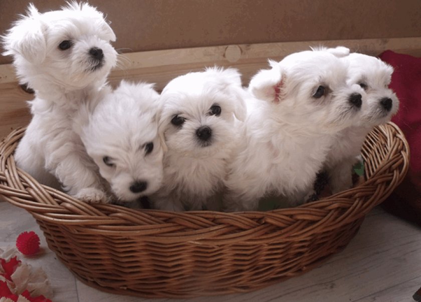 Выбор щенка Выбор щенка