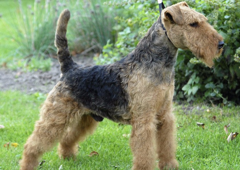 Вельштерьер Вельштерьер