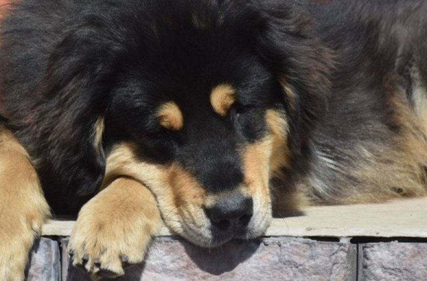 Бурят-монгольский волкодав хотошо Бурят-монгольский волкодав хотошо