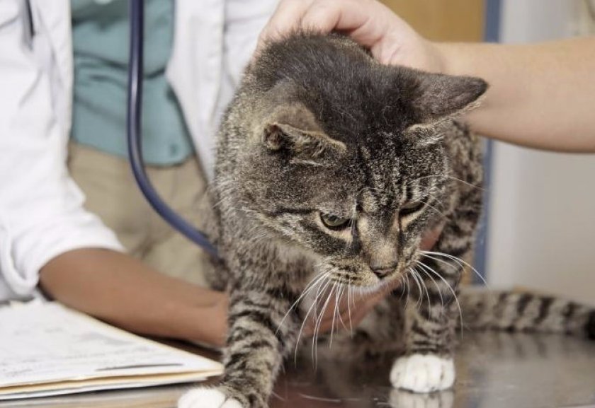 Кошка у ветеринара