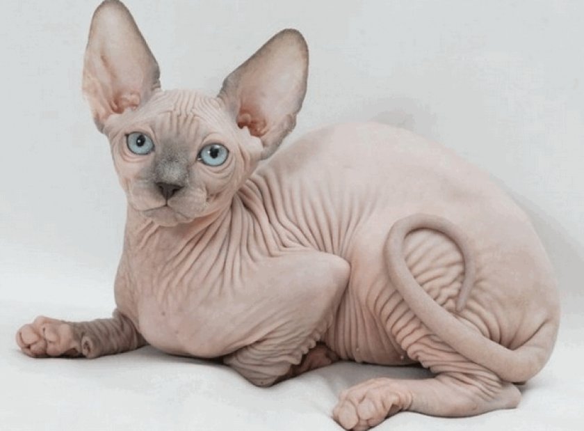 Лысые кошки: описание, фото и названия голых кошек