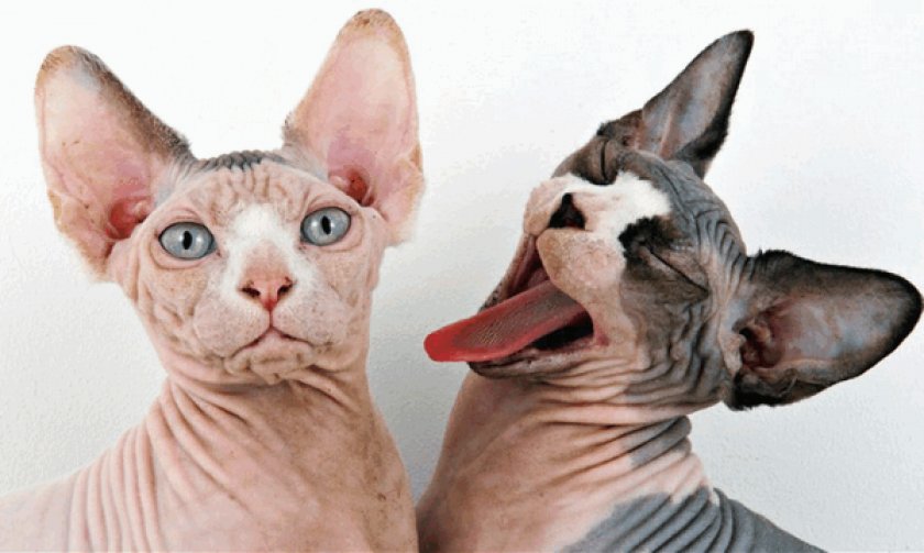 Канадский сфинкс Канадский сфинкс