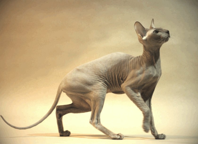 Петербургский сфинкс Петербургский сфинкс