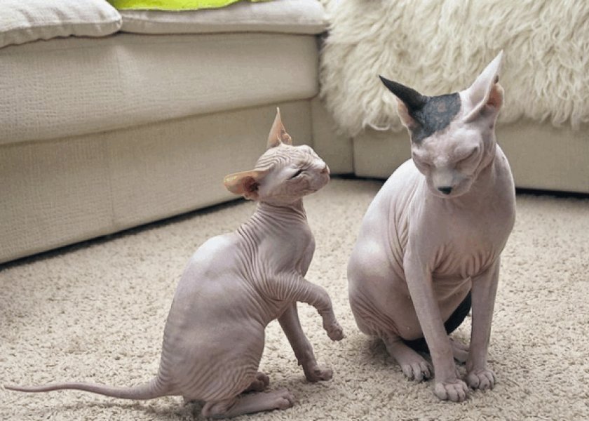 Донский сфинкс Донский сфинкс