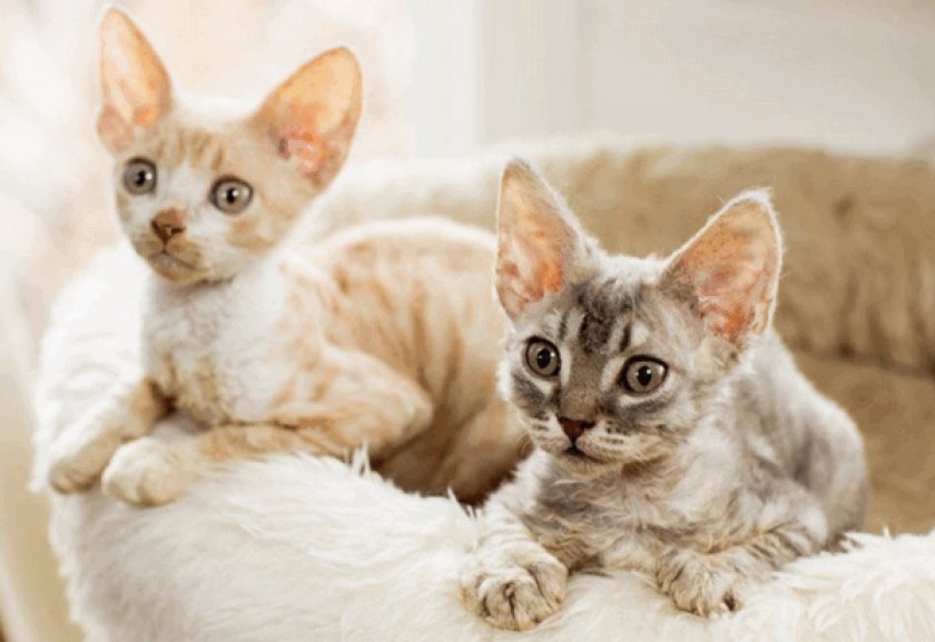 Корниш-рекс Корниш-рекс