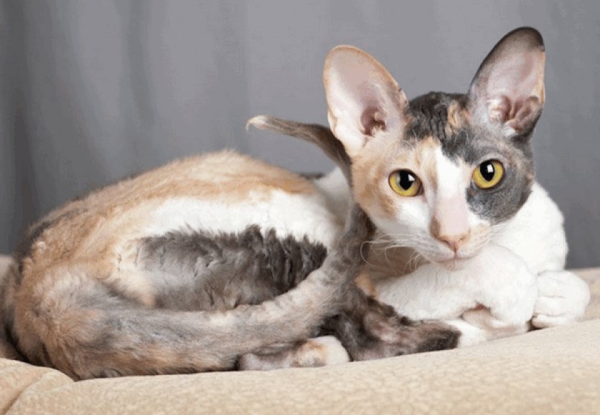 Корниш-рекс Корниш-рекс