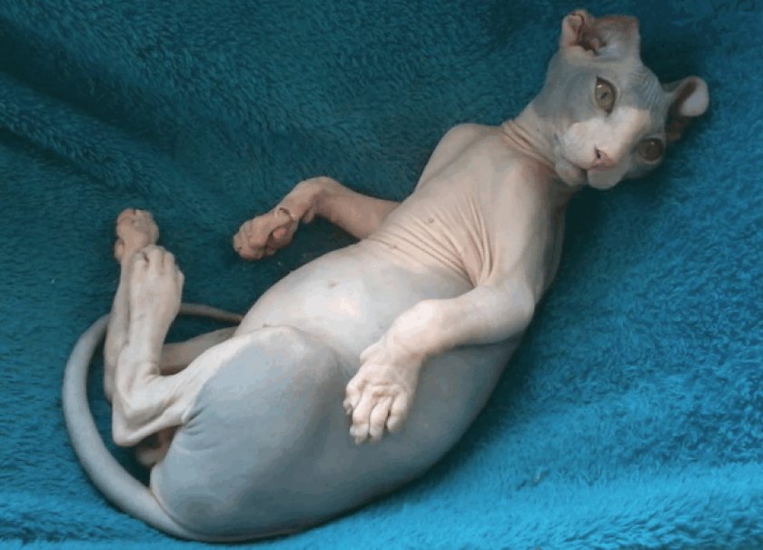 Украинский левкой Украинский левкой