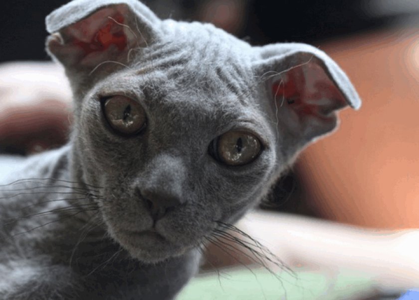 Украинский левкой Украинский левкой