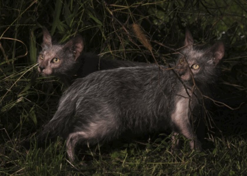 Ликой Ликой