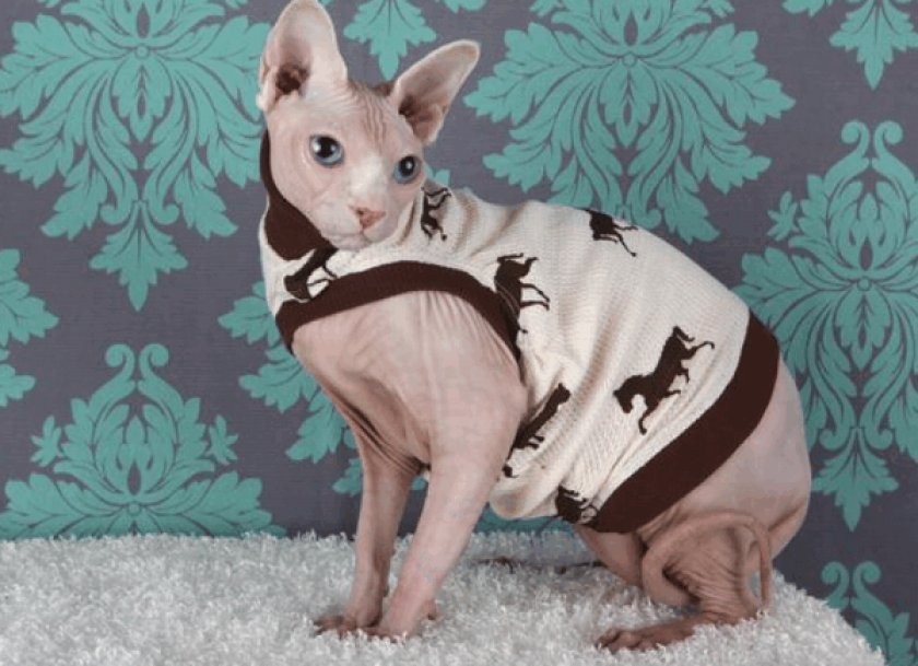 Сфинкс кошка в одежде
