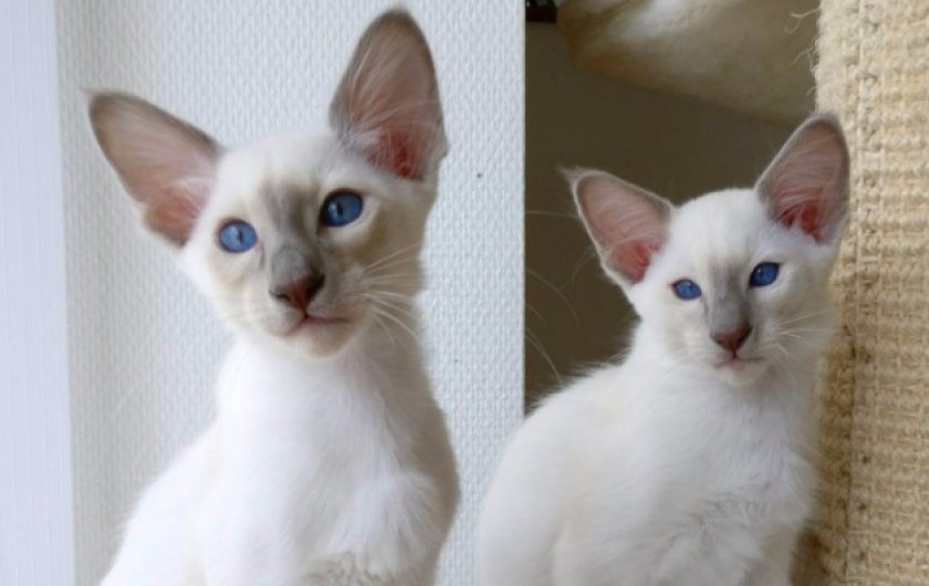 Балийские котята Балийские котята