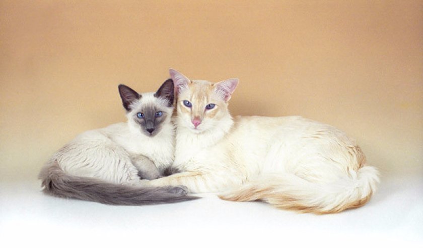 Балийские коты Балийские коты