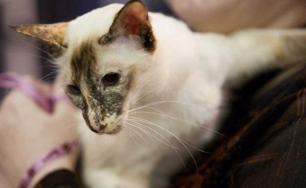 Балийский кот Балийский кот