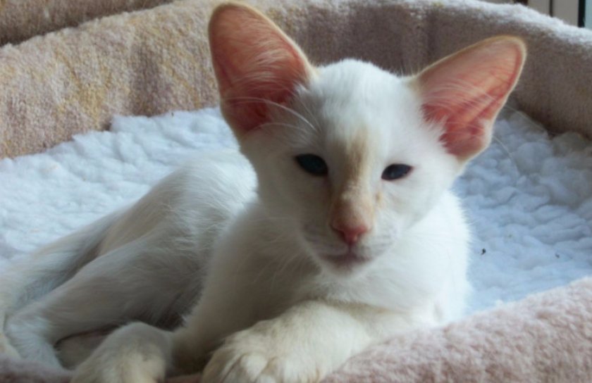 Котенок-балинез Котенок-балинез