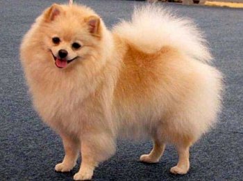 Немецкий шпиц: основные черты породы и все виды