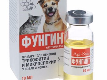 «Фунгин»: как применять препарат для лечения трихофитии и микроспории у собак и кошек