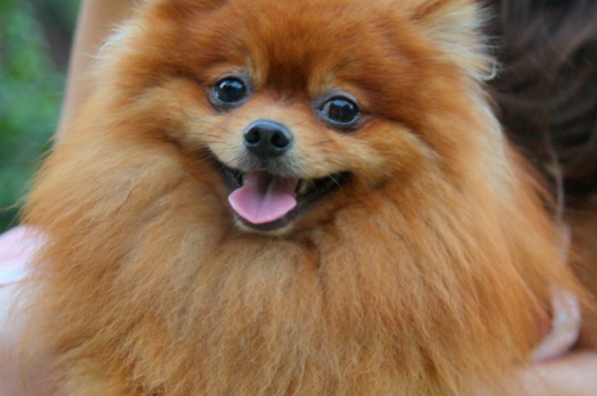 Немецкий шпиц