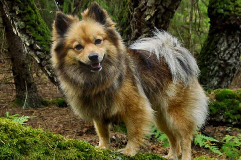 Миттельшпиц