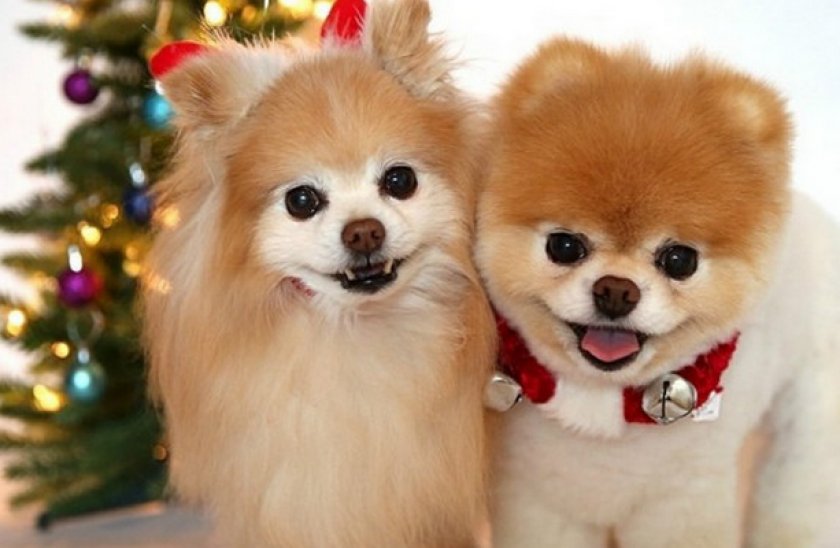 Немецкий шпиц