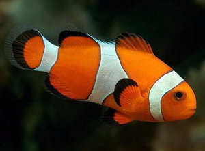 Рыбы-клоуны
