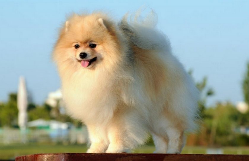 Немецкий шпиц