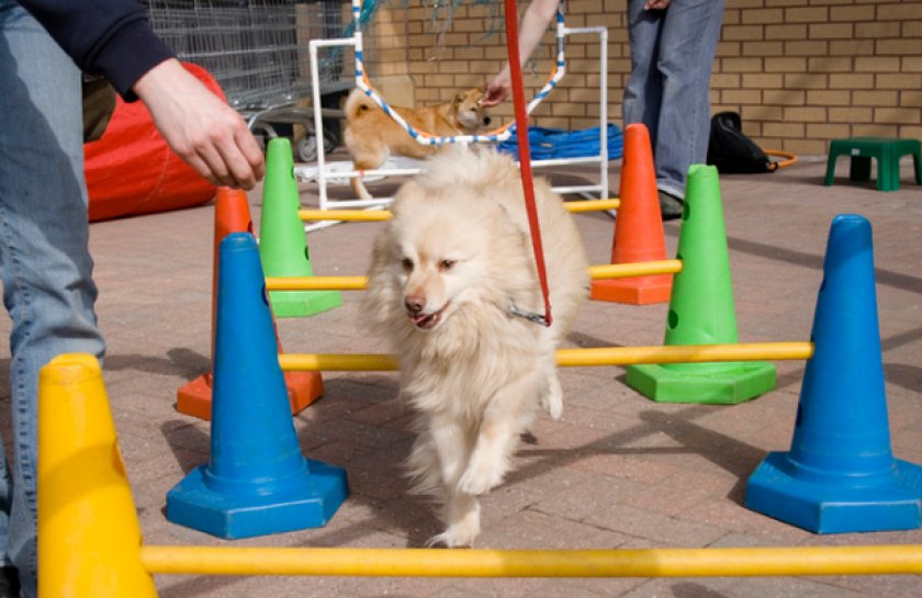 Дрессировка