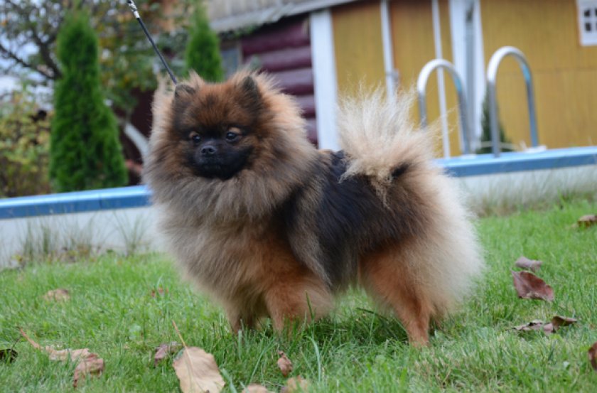 Немецкий шпиц