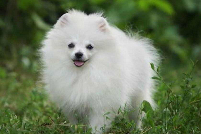 Немецкий шпиц