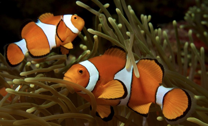 Рыбы-клоуны