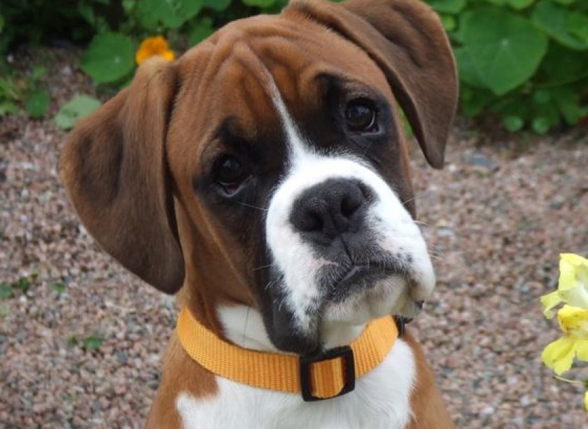 Суспензия «Празицид Плюс»