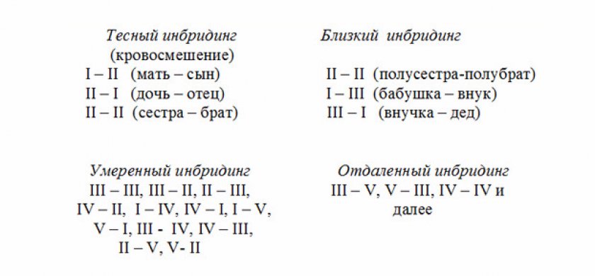 Инбридинг это. Степень инбридинга как определить у собак. Инбридинг собак схема. Схемы степени инбридинга. Коэффициент инбридинга у собак.