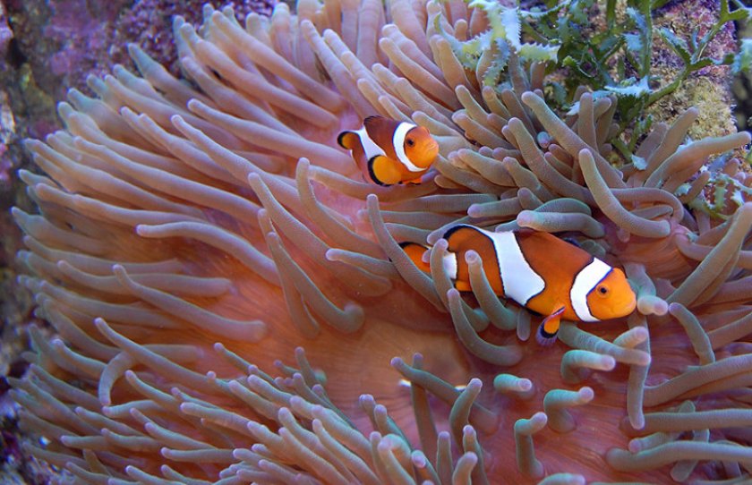 Рыбы-клоуны и актинии