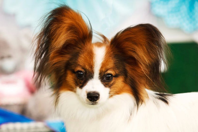 Континентальный той-спаниель папийон Континентальный той-спаниель папийон