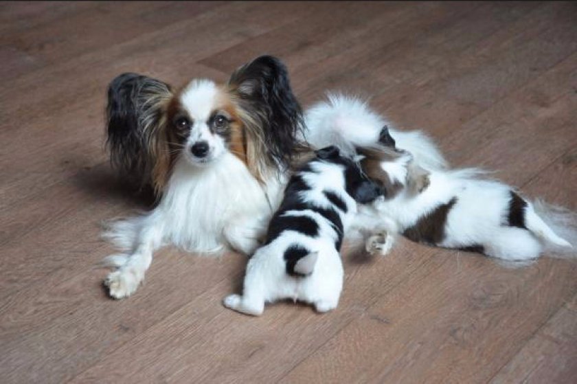 Континентальный той-спаниель папийон Континентальный той-спаниель папийон