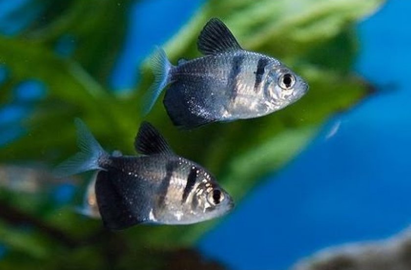Тернеция аквариумная фото самца и самки