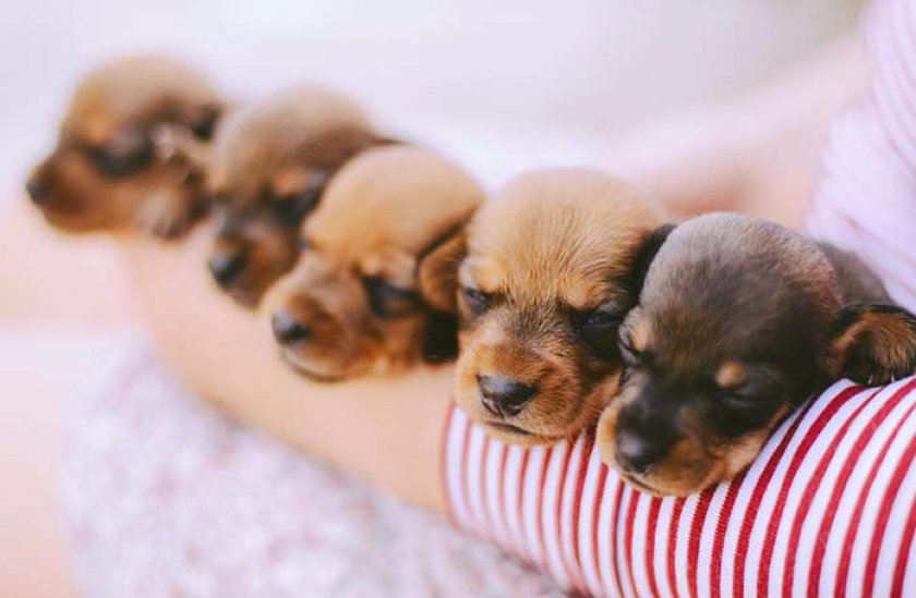 Щенки Щенки