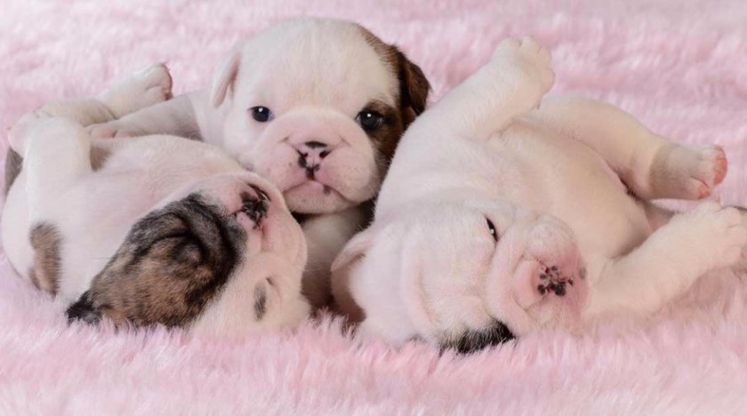 Щенки Щенки